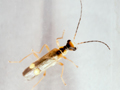 Malthinus seriepunctatus